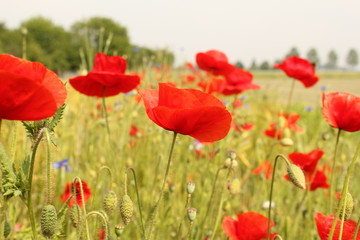 beautiful red flowering poppies in the field margin in zeeland, holland in springtime