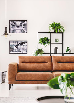 Real photo of brown leather sofa in minimal white flat with plants