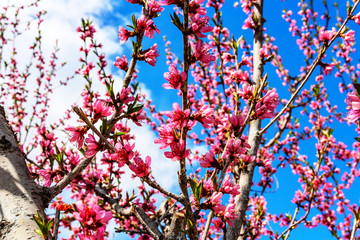 peach fruit tree branches during flowering with flowers