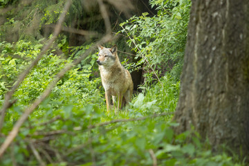 Europäischer Wolf wild im Wald grün suchen