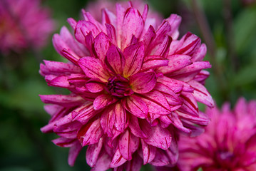 Bright pink, Autumn Dahlia flower in the garden
