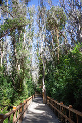 bosque y agua