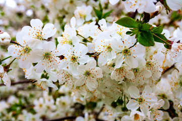 branches of the cherry berry tree during flowering with flowers