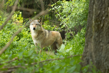 Grey Wolf Predator European Forrest