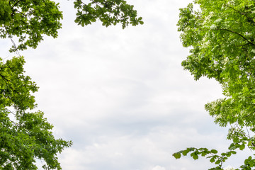 Fototapeta premium tall trees framing with cloudy dramatic sky. Magic landscape