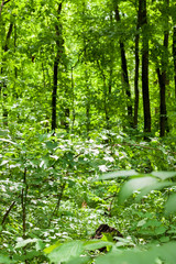 beautiful green natural forest travel serene at wild forest.
