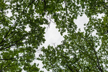 tall trees framing with cloudy dramatic sky. Magic landscape