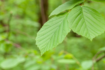 beautiful green natural forest travel serene at wild forest.