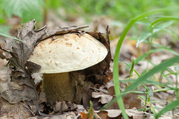 Boletus badius (Xerocomus badius) mushroom in the forest.