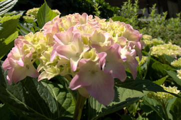 Hortensia flower viewed in wide-angle macro