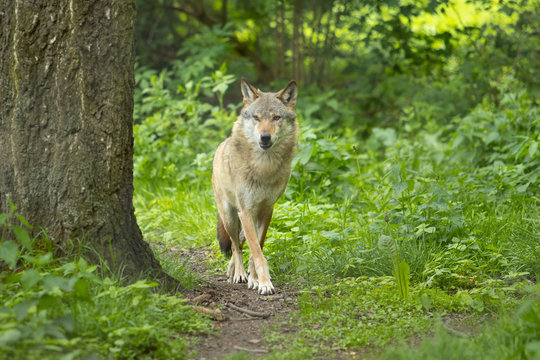 Europ&auml;ischer Wolf wild im Wald gr&uuml;n blick