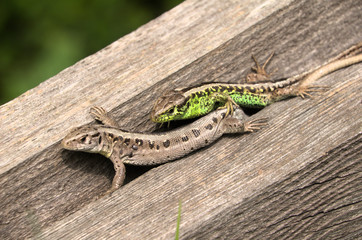 Lacerta agilis; Courting behaviour in sand lizards on fence in Berschis, Swiss Alps
