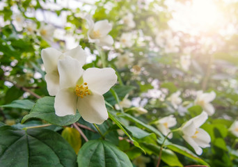 Blooming jasmine flowers and sun flare.