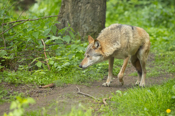 Wolfsrudel in Freiheit