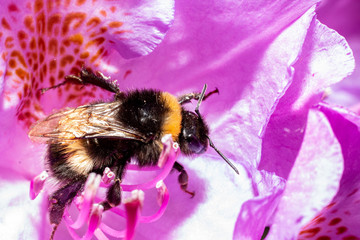 Hummel auf Lila Rhododendron Blüte krabbelt auf den Staubblättern © mitifoto