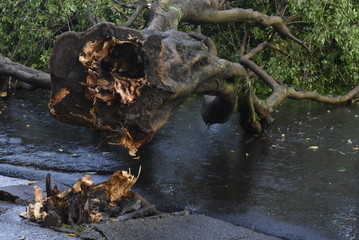 Tree that fell after a storm in the urban area. old tree trunk fallen in the city