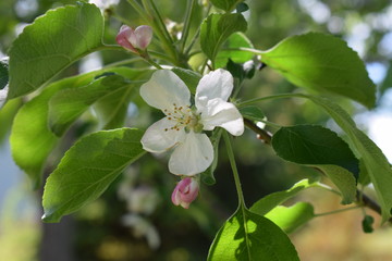 Apple Tree Blossom