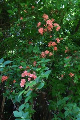 Rhododendron kaempferi flowers (Torch azalea)