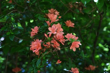 Rhododendron kaempferi flowers (Torch azalea)