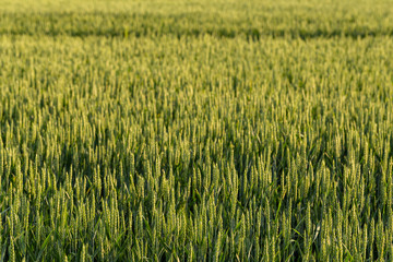 Green cereals during flowering. Grain field. Space for wheat. Land for agricultural purposes. Food base of the human race.