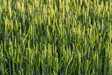 Green cereals during flowering. Grain field. Space for wheat. Land for agricultural purposes. Food base of the human race.