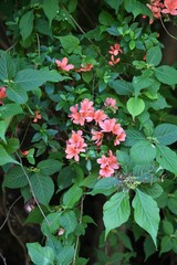 Rhododendron kaempferi flowers (Torch azalea)