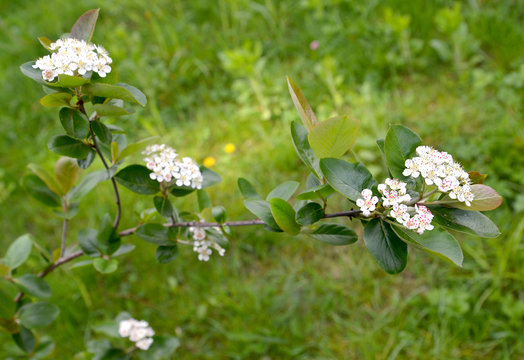 Blossoming of an aroniya (mountain ash) black-fruited (Aronia melanocarpa (Michx.) Elliott)