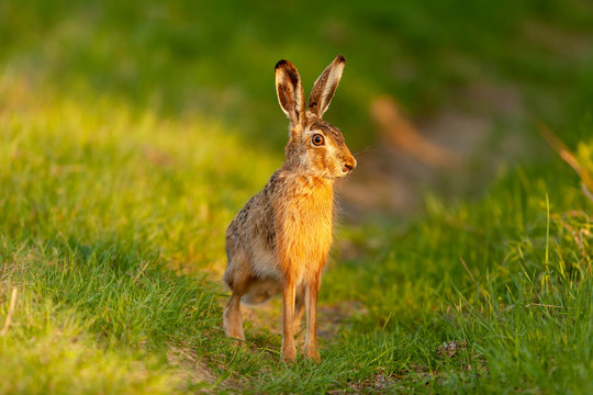 Ein Fluchtbereiter Feldhase im Sonnenlicht am Feldweg
