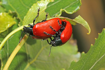 crisomelide del pioppo (Chrysomela populi - Melasoma populi)