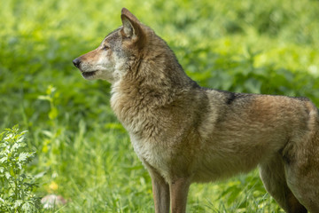 Naklejka na ściany i meble Europäischer Wolf wild im Wald grün gesicht