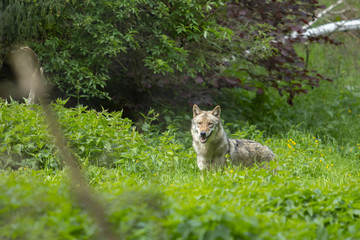 Naklejka na ściany i meble Europäischer Wolf wild im Wald grün sehen
