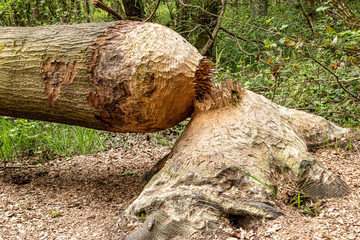 Gefällter Baum mit Biberbiss Spuren, Baumaterial des Bibers