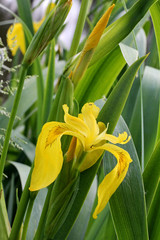 giaggiolo giallo (Iris pseudacorus)