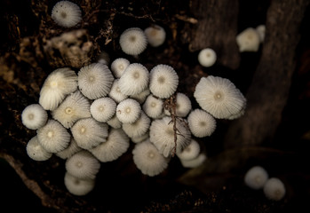 Little white mushroom in dead palm tree, Macro shot