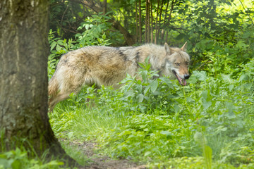 Fototapeta premium Europäischer Wolf wild im Wald schleichen