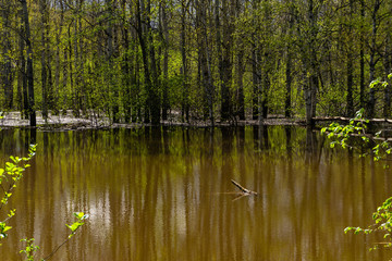 spring forest flooded during high water