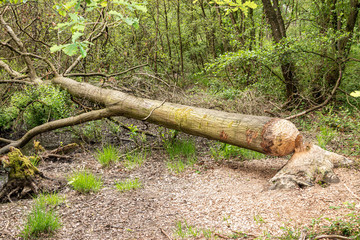 Grosser gefällter Baum mit Biberbiss Spuren, Baumaterial des Bibers