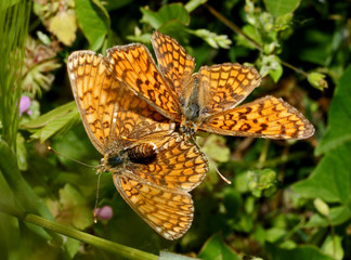 farfalle (Melitaea athalia)