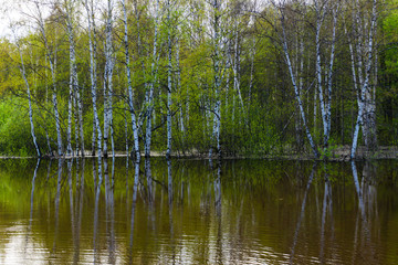 spring forest flooded during high water