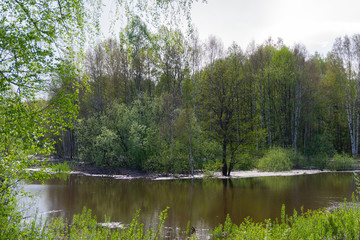 Fototapeta na wymiar spring forest flooded during high water