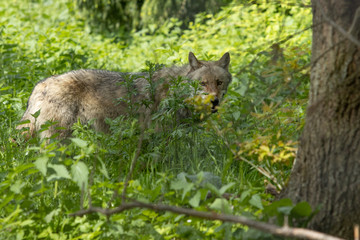 Europäischer Wolf wild im Wald grün versteck