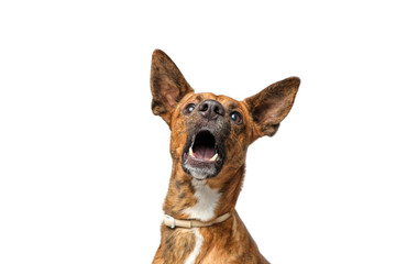 Perro aislado con boca abierta