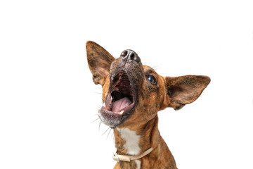 Perro con boca abierta fndo blanco