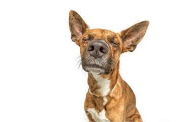 Dog with eyes closed white background