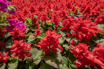 Close up of scarlet sage plant. Flowers sold to the garden market. Lined up in the crates. Close-up shots of red.