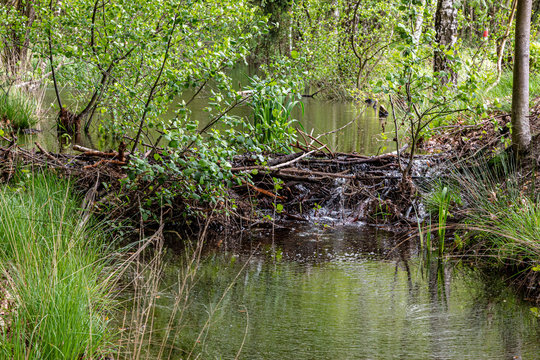 Aufgestauter Bach durch einen Biberdamm