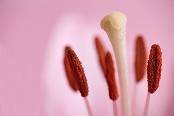 Close-up lily inflorescence. Lily is pink