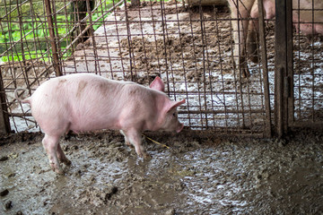Closed a little pig on the farm - 269919500