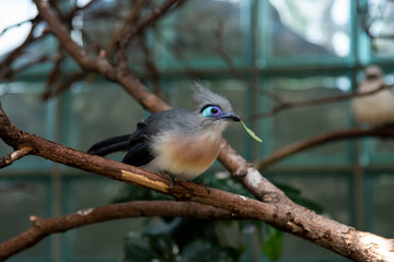 bird on a branch