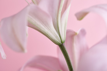 Fototapeta premium Close-up pink lily on pink background